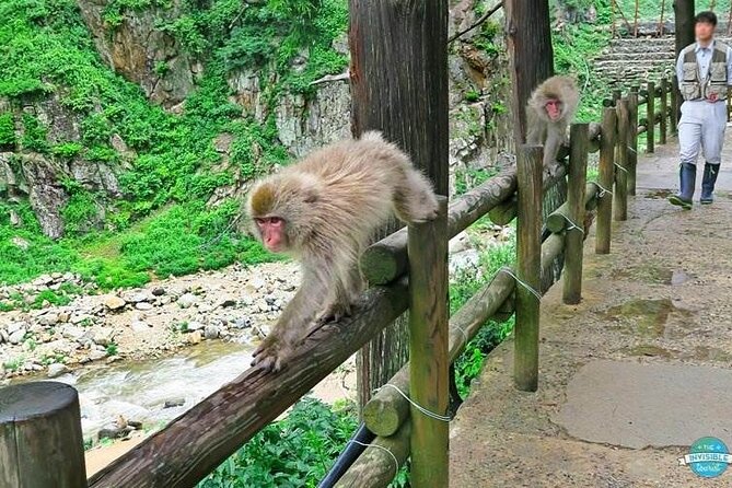 1-Day Private Snow Monkey ZenkoJi Temple & SakeTasting NaganoTour - Private transport makes the route easier