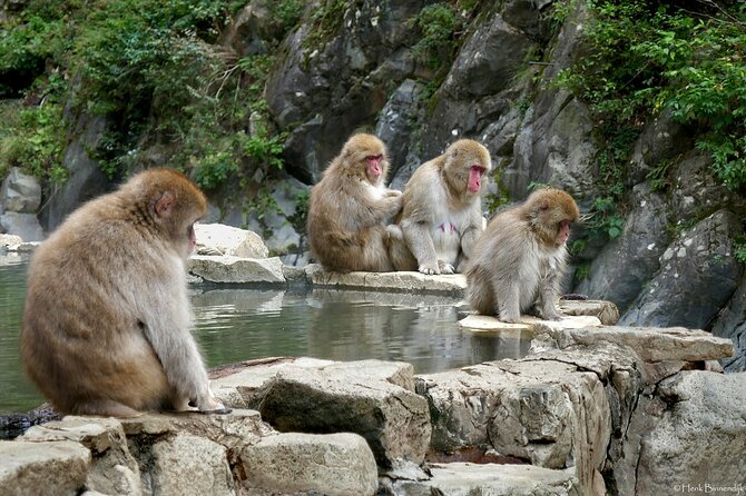 1-Day Private Snow Monkey ZenkoJi Temple & SakeTasting NaganoTour - Is $645 a fair price for up to three people?