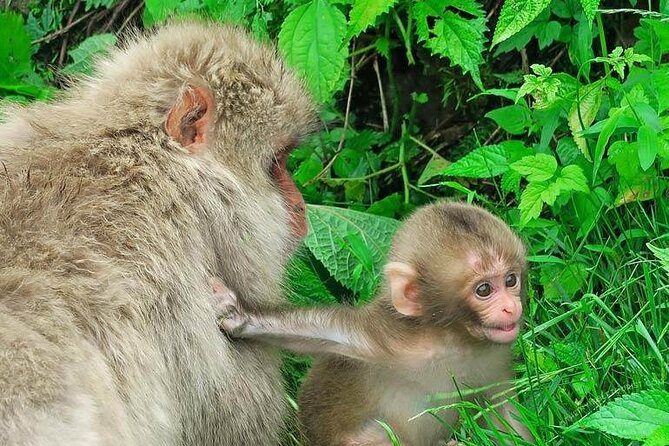 1-Day Private Snow Monkey ZenkoJi Temple & SakeTasting NaganoTour - Who should book this experience?