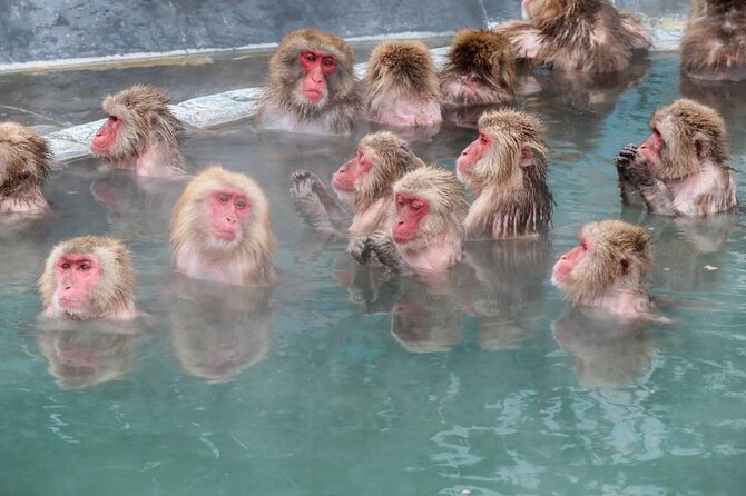 1-Day Private Snow Monkey ZenkoJi Temple & SakeTasting NaganoTour - Practical details before you reserve