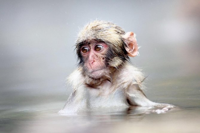 1-Day Snow Monkeys & Snow Fun in Shiga Kogen Tour - Morning snow play at Shiga Kogen