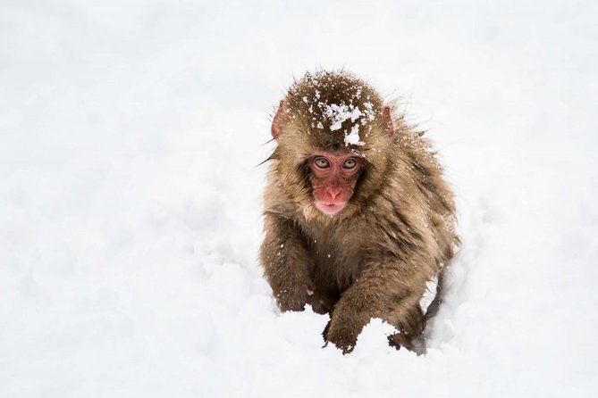 1-Day Snow Monkeys, Zenko-ji Temple & Sake in Nagano - How the transport and group size affect the day