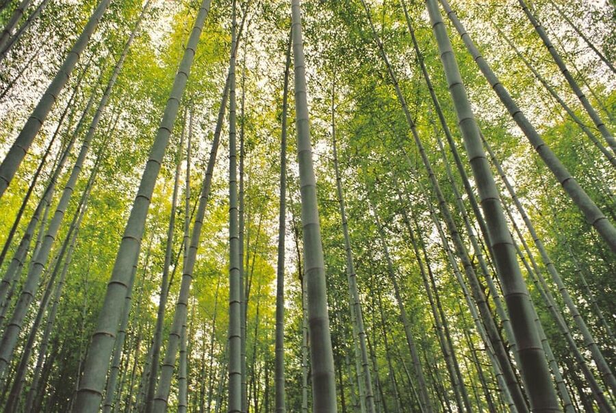 1-Day Tour from Nagoya: Hiking the Historic Nakasendo Trail - Magome-juku, the finish line with time to browse