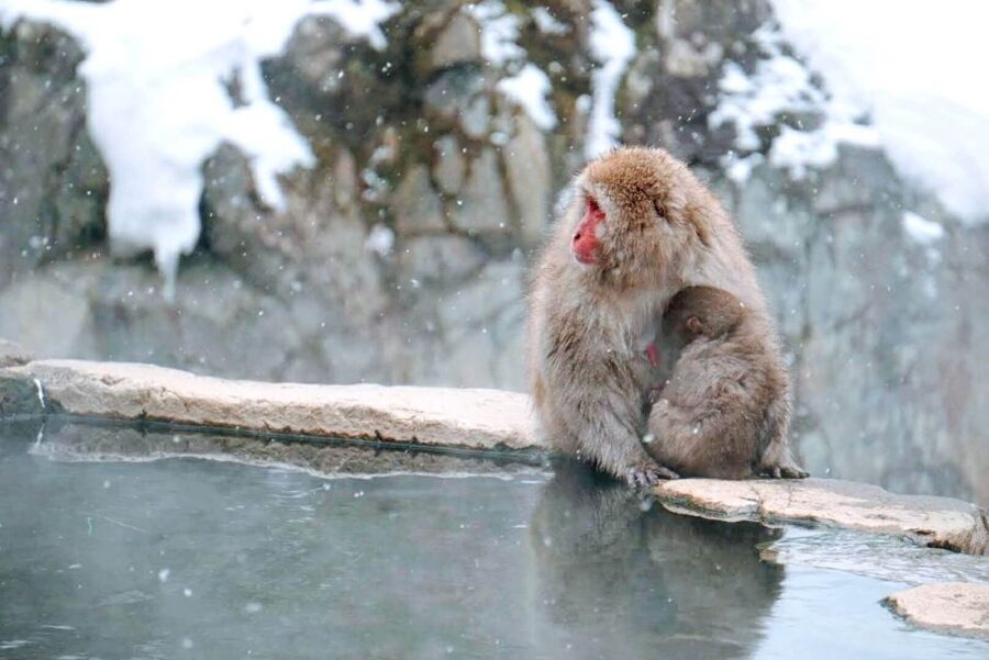 1 Day Tour: Snow Monkeys & Snow Fun in Shiga Kogen - Who should book this experience?
