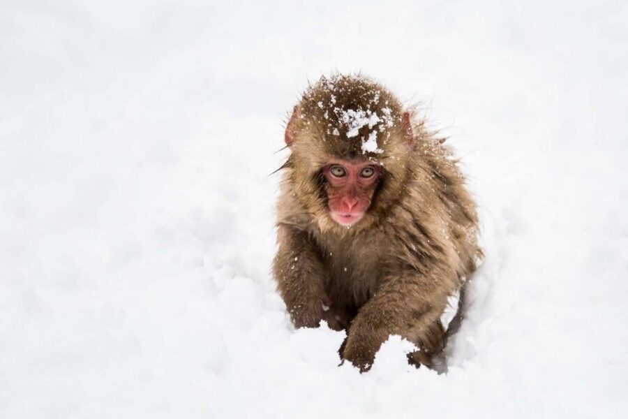 1 Day Tour: Snow Monkeys & Snow Fun in Shiga Kogen - Lunch beside the ski slopes keeps the schedule simple