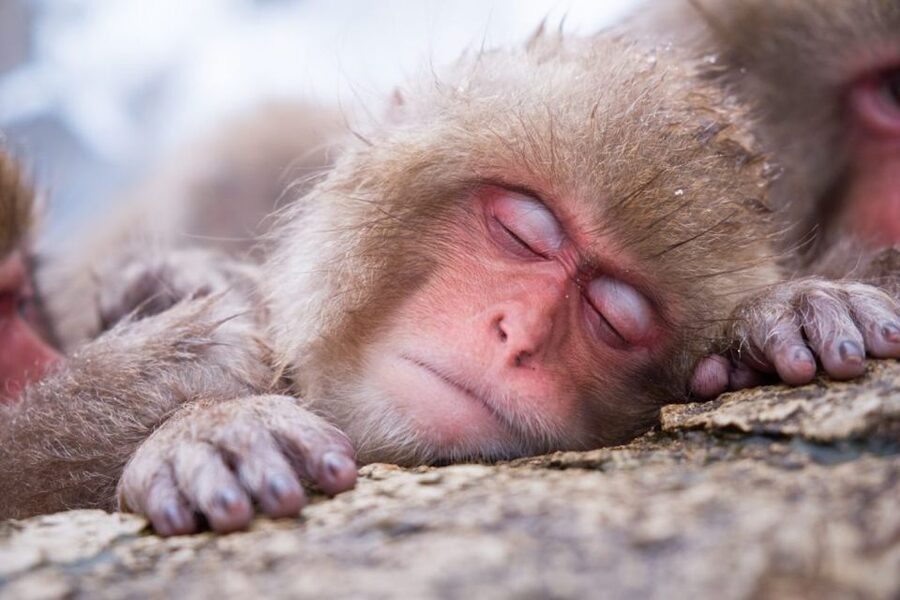 1 Day Tour: Snow Monkeys & Snow Fun in Shiga Kogen - Is $165 a fair price?