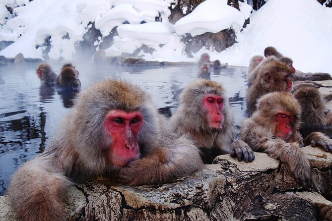 1-Day Winter Tour From Nozawa Onsen: Snow Monkeys, Zenko-ji Temple & Sake - Zenko-ji Temple brings Nagano’s past into view