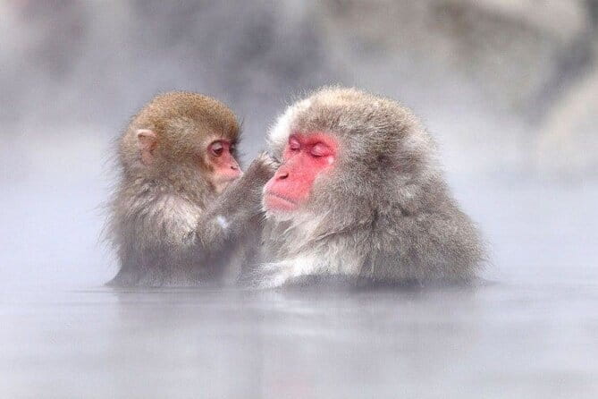 1-Day Winter Tour From Nozawa Onsen: Snow Monkeys, Zenko-ji Temple & Sake - Nagano sake at Nishinomon-Yoshinoya
