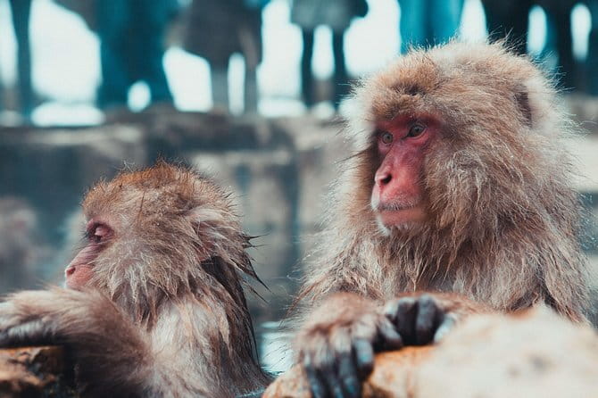 1-Day Winter Tour From Nozawa Onsen: Snow Monkeys, Zenko-ji Temple & Sake - Guides, transport, and the group size