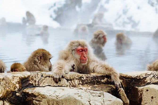 1-Day Winter Tour From Nozawa Onsen: Snow Monkeys, Zenko-ji Temple & Sake - What to expect from the monkeys