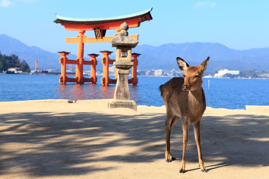 3 Departures: Hiroshima & Miyajima Trip with Indian Lunch - Booking details worth checking first