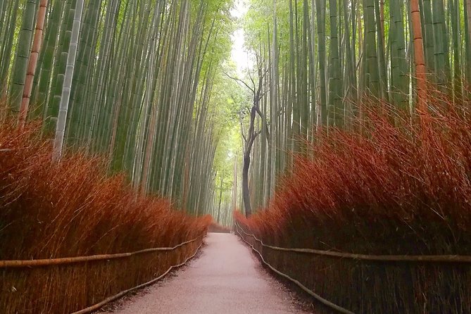 5 Top Highlights of Kyoto Full Day Bike Tour (E-bike option) - Guides, Safety, and the Human Side of the Tour