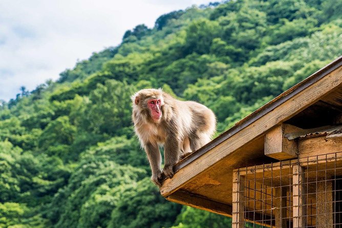 Afternoon Kyoto Bike Tour: Bamboo Forest, Monkeys & Hidden Spots - Iwatayama Monkey Park and the climb above Kyoto