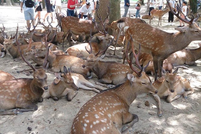 All must-sees in 3 hours - Nara Park Classic Tour! From JR Nara! - Key points to know before booking