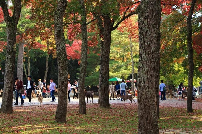 All must-sees in 3 hours - Nara Park Classic Tour! From JR Nara! - Meeting at JR Nara Station at 10:00