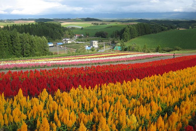 [Biei/Furano] One-day sightseeing by private car! - Five things to know before booking
