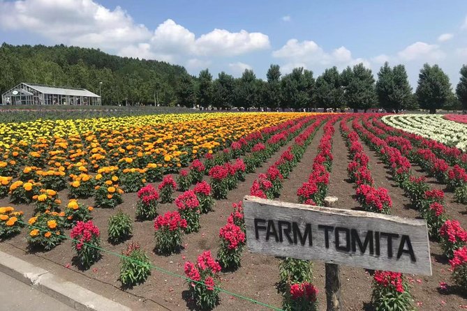 [Biei/Furano] One-day sightseeing by private car! - Shikisai no Oka and the wide Biei views