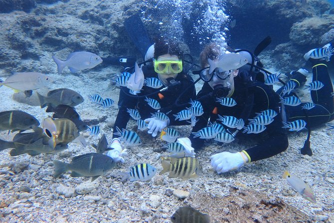 Blue Cave Area Experience Diving!Free feeding & photo images Chinese guide available!1 group with a dedicated instructor - Shallow Water Practice Before the Main Session