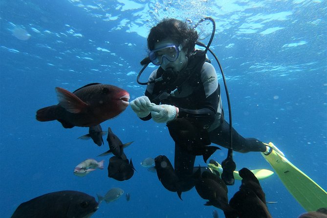 Blue Cave Area Experience Diving!Free feeding & photo images Chinese guide available!1 group with a dedicated instructor - Maeda Beach, the Practical Backup
