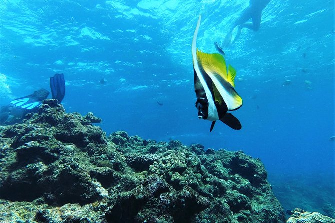 Blue Cave Area Experience Diving!Free feeding & photo images Chinese guide available!1 group with a dedicated instructor - Fish Feeding and Underwater Images