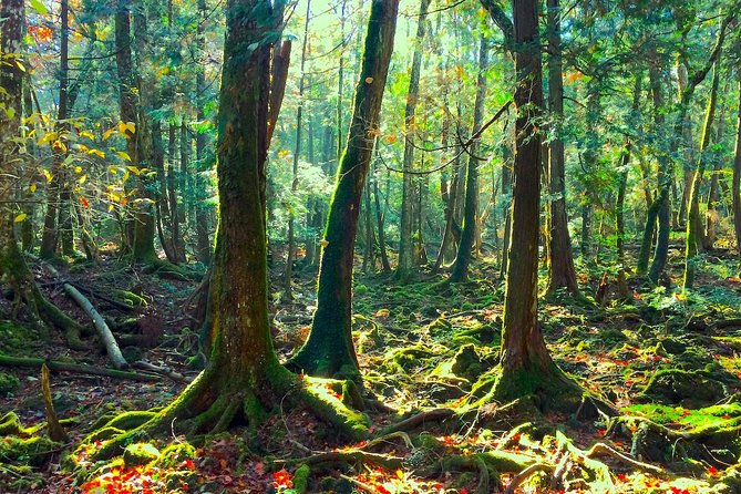 Explore Mt. Fuji Ice Cave in Aokigahara Forest - Walking through Aokigahara’s Sea of Trees