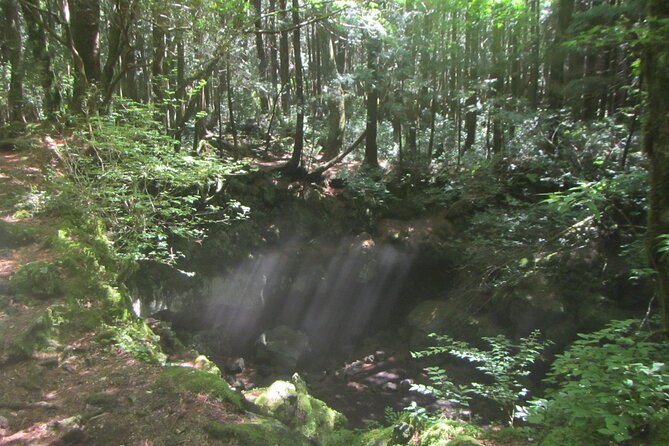 Exploring Mt Fuji Ice Cave and Sea of Trees Forest - Why Aokigahara feels so different