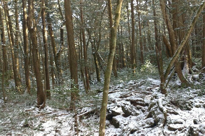 Exploring Mt Fuji Ice Cave and Sea of Trees Forest - Weather, seasons, and what to wear