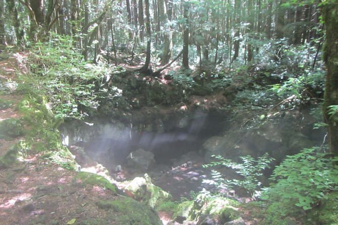 Exploring Mt Fuji Ice Cave and Sea of Trees Forest - Booking and cancellation details