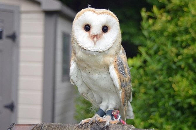 Freely set up plans Guided Private Tours in Tokyo - Ueno Zoo and unusual animal cafes