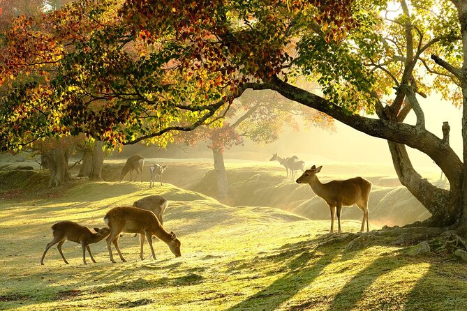 From Kyoto: Nara History Guided Half Day Bus Tour with Lunch - Why this Nara tour is worth considering