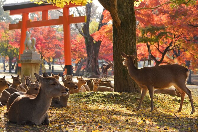 From Kyoto: Nara History Guided Half Day Bus Tour with Lunch - Japanese lunch and a little shopping