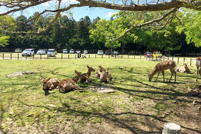 From Kyoto: Nara History Guided Half Day Bus Tour with Lunch - The guides make the difference