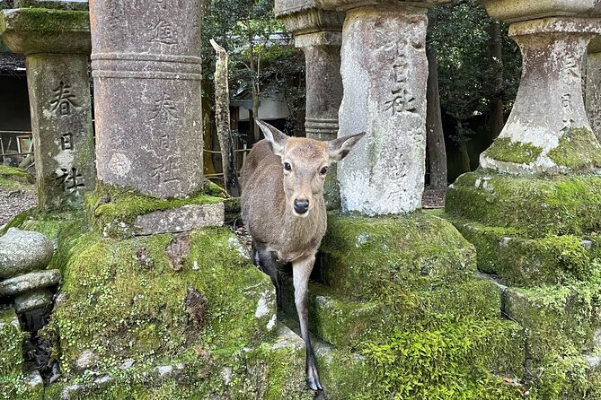 From Kyoto: Nara History Guided Half Day Bus Tour with Lunch - Kasuga Taisha and its lanterns