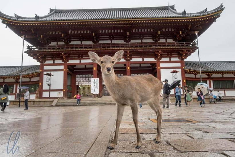 From Kyoto: Nara, Osaka & Kobe Day Trip – 3 Cities in 1 Day - Key points before you book