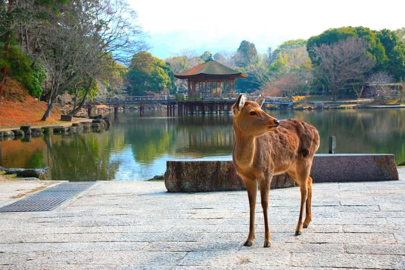 From Kyoto: Nara, Osaka & Kobe Day Trip – 3 Cities in 1 Day - What this long Kansai day is really like