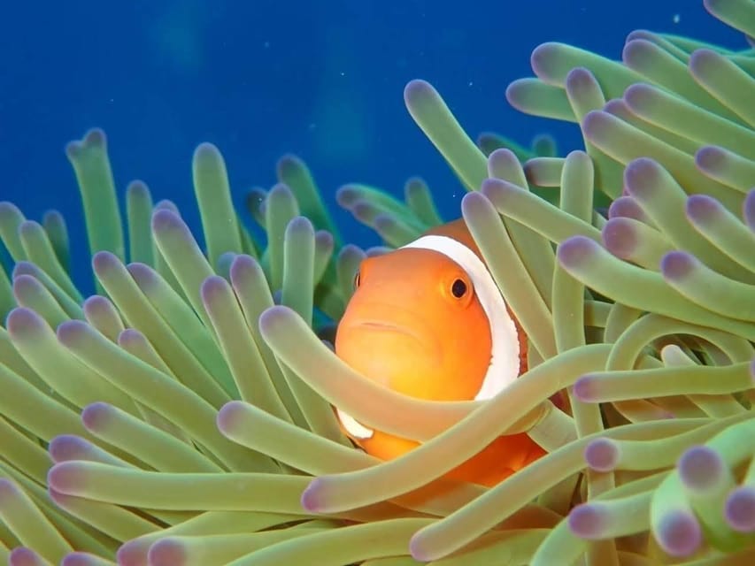 From Naha Scuba Diving Trip in Kerama(for certified divers) - Kerama National Park scuba trip: key points