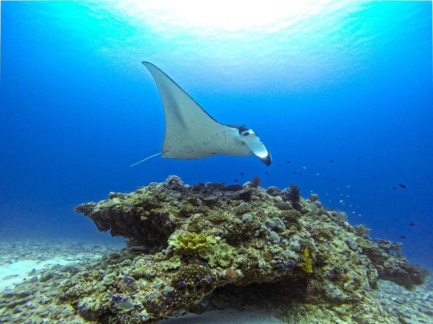 From Naha Scuba Diving Trip in Kerama(for certified divers) - Is $206 a fair price?