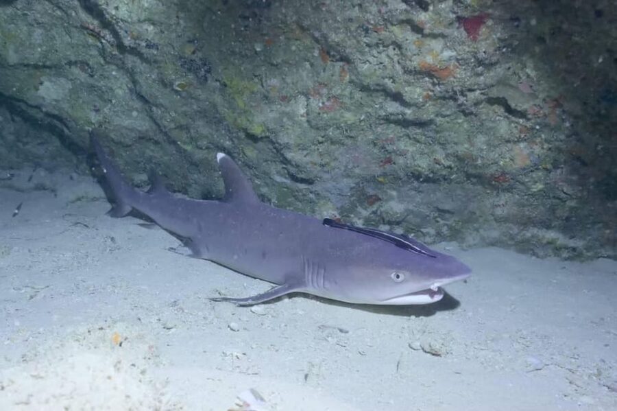 From Naha Scuba Diving Trip in Kerama(for certified divers) - The first two underwater sessions