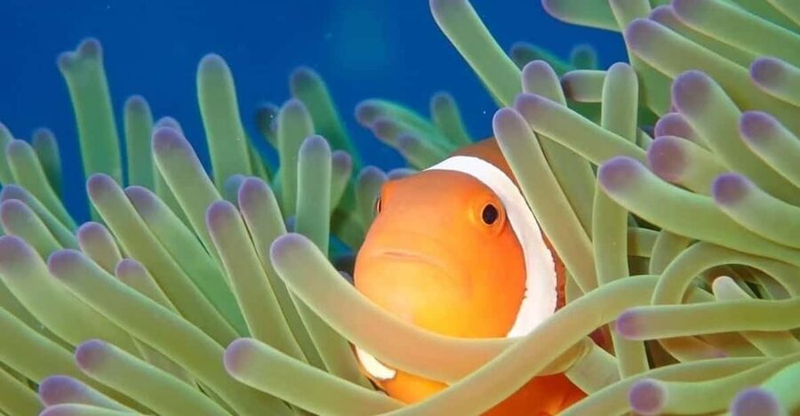 From Naha Scuba Diving Trip in Kerama(for certified divers) - The 6:45 AM pickup from Naha