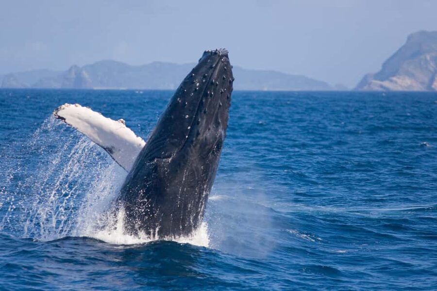 From Naha: Whale Watching with Pickup and English Guide - Key points to know before booking