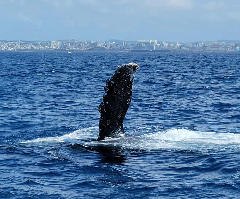 From Naha: Whale Watching with Pickup and English Guide - Why humpback whales come to Okinawa