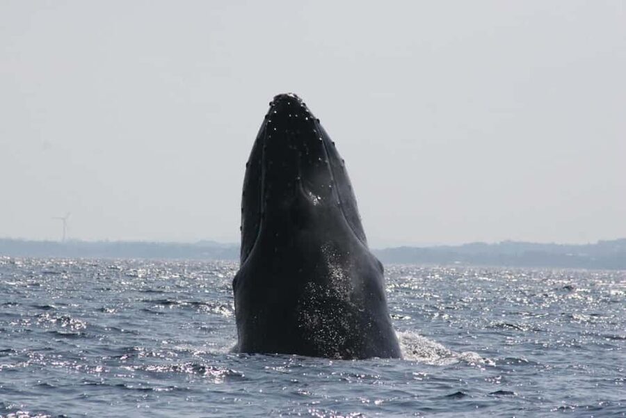 From Naha: Whale Watching with Pickup and English Guide - The boat, safety rules, and comfort