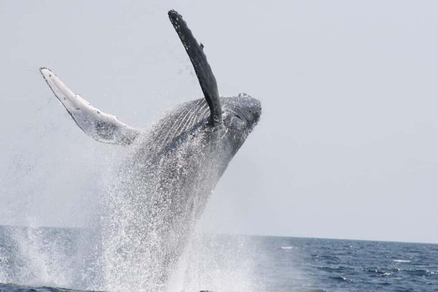 From Naha: Whale Watching with Pickup and English Guide - Is $30 a good value?