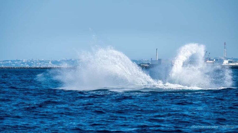 From Naha: Whale Watching with Pickup and English Guide - Port check-in at Naha Miegusuku