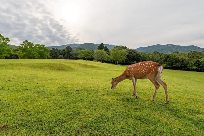 From Osaka/Kyoto: Kyoto & Nara Day Trip with Optional Lunch - Arashiyama Bamboo Forest and the western edge of Kyoto