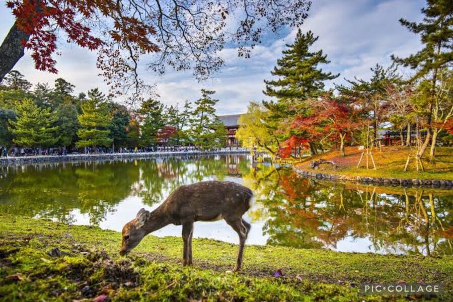 From Osaka/Kyoto: Private Kyoto & Nara Day Trip with Pickup - Timing, walking, and what the price buys