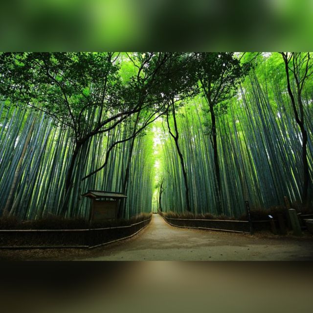 From Osaka/Kyoto: Private Kyoto & Nara Day Trip with Pickup - Nara Park and the bowing deer