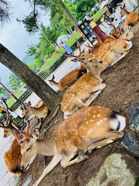 From Osaka: Nara Private Tour with Meet-Up at Your Hotel - Lunch at a local restaurant keeps the day flexible
