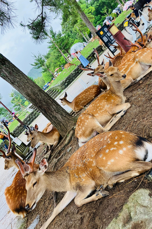 From Osaka: Nara Private Tour with Meet-Up at Your Hotel - Hotel meet-up and the train ride from Osaka