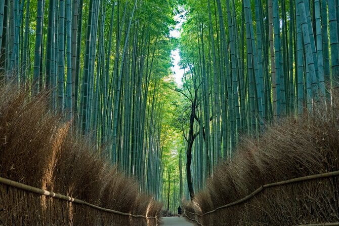 From Osaka or Kyoto: Kyoto and Nara 1-Day Bus Tour - What this Osaka and Kyoto day tour actually delivers